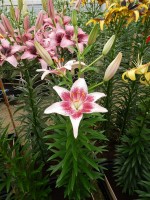 [4068 Strawbery and Cream Mak No01.JPG]